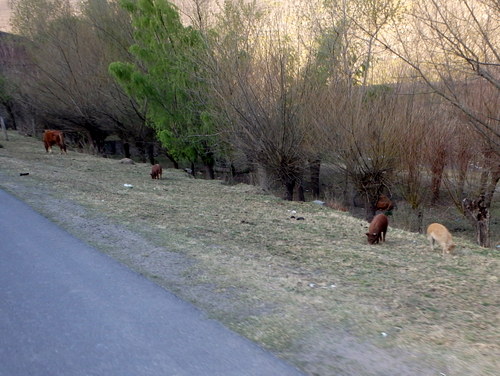 Free range Horse, Pigs, and Cow lying in the background.